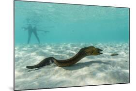 Yellowmargin Moray Eel (Gymnothorax Flavimarginatus) Underwater on Pink Sand Beach-Michael Nolan-Mounted Photographic Print