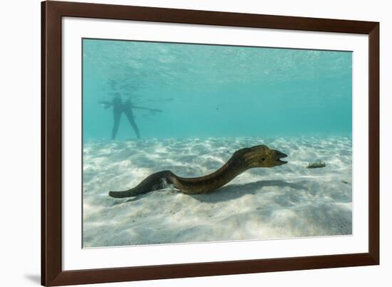 Yellowmargin Moray Eel (Gymnothorax Flavimarginatus) Underwater on Pink Sand Beach-Michael Nolan-Framed Photographic Print