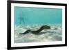 Yellowmargin Moray Eel (Gymnothorax Flavimarginatus) Underwater on Pink Sand Beach-Michael Nolan-Framed Photographic Print