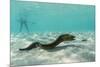 Yellowmargin Moray Eel (Gymnothorax Flavimarginatus) Underwater on Pink Sand Beach-Michael Nolan-Mounted Photographic Print