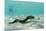 Yellowmargin Moray Eel (Gymnothorax Flavimarginatus) Underwater on Pink Sand Beach-Michael Nolan-Mounted Photographic Print