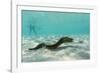 Yellowmargin Moray Eel (Gymnothorax Flavimarginatus) Underwater on Pink Sand Beach-Michael Nolan-Framed Photographic Print