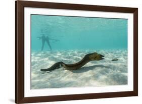 Yellowmargin Moray Eel (Gymnothorax Flavimarginatus) Underwater on Pink Sand Beach-Michael Nolan-Framed Photographic Print