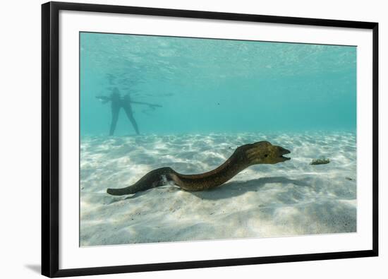 Yellowmargin Moray Eel (Gymnothorax Flavimarginatus) Underwater on Pink Sand Beach-Michael Nolan-Framed Photographic Print