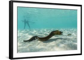 Yellowmargin Moray Eel (Gymnothorax Flavimarginatus) Underwater on Pink Sand Beach-Michael Nolan-Framed Photographic Print