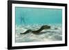 Yellowmargin Moray Eel (Gymnothorax Flavimarginatus) Underwater on Pink Sand Beach-Michael Nolan-Framed Photographic Print