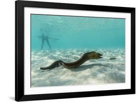 Yellowmargin Moray Eel (Gymnothorax Flavimarginatus) Underwater on Pink Sand Beach-Michael Nolan-Framed Photographic Print