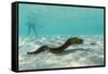 Yellowmargin Moray Eel (Gymnothorax Flavimarginatus) Underwater on Pink Sand Beach-Michael Nolan-Framed Stretched Canvas