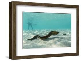 Yellowmargin Moray Eel (Gymnothorax Flavimarginatus) Underwater on Pink Sand Beach-Michael Nolan-Framed Photographic Print