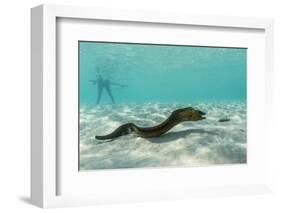 Yellowmargin Moray Eel (Gymnothorax Flavimarginatus) Underwater on Pink Sand Beach-Michael Nolan-Framed Photographic Print