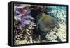 Yellowmargin Moray Eel (Gymnothorax Flavimarginatus)-Michael Nolan-Framed Stretched Canvas