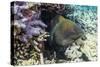 Yellowmargin Moray Eel (Gymnothorax Flavimarginatus)-Michael Nolan-Stretched Canvas