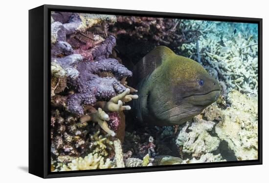 Yellowmargin Moray Eel (Gymnothorax Flavimarginatus)-Michael Nolan-Framed Stretched Canvas