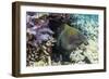 Yellowmargin Moray Eel (Gymnothorax Flavimarginatus)-Michael Nolan-Framed Photographic Print