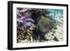 Yellowmargin Moray Eel (Gymnothorax Flavimarginatus)-Michael Nolan-Framed Photographic Print