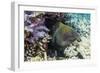 Yellowmargin Moray Eel (Gymnothorax Flavimarginatus)-Michael Nolan-Framed Photographic Print