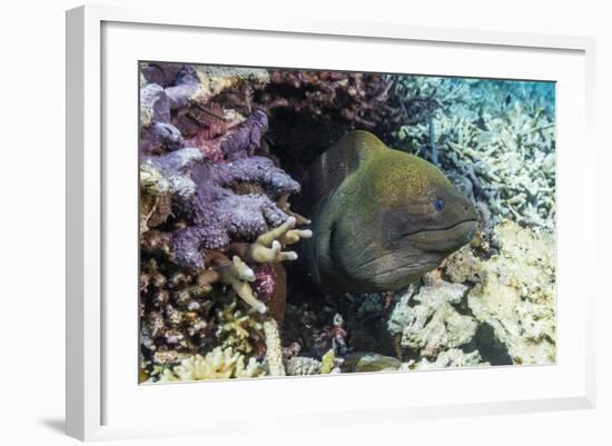 Yellowmargin Moray Eel (Gymnothorax Flavimarginatus)-Michael Nolan-Framed Photographic Print