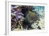 Yellowmargin Moray Eel (Gymnothorax Flavimarginatus)-Michael Nolan-Framed Photographic Print
