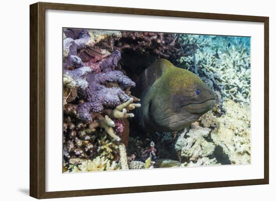 Yellowmargin Moray Eel (Gymnothorax Flavimarginatus)-Michael Nolan-Framed Photographic Print