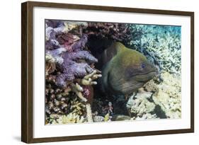 Yellowmargin Moray Eel (Gymnothorax Flavimarginatus)-Michael Nolan-Framed Photographic Print