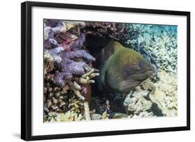 Yellowmargin Moray Eel (Gymnothorax Flavimarginatus)-Michael Nolan-Framed Photographic Print