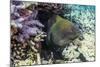 Yellowmargin Moray Eel (Gymnothorax Flavimarginatus)-Michael Nolan-Mounted Photographic Print