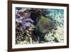 Yellowmargin Moray Eel (Gymnothorax Flavimarginatus)-Michael Nolan-Framed Photographic Print