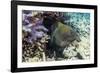 Yellowmargin Moray Eel (Gymnothorax Flavimarginatus)-Michael Nolan-Framed Photographic Print