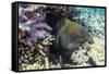 Yellowmargin Moray Eel (Gymnothorax Flavimarginatus)-Michael Nolan-Framed Stretched Canvas