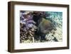 Yellowmargin Moray Eel (Gymnothorax Flavimarginatus)-Michael Nolan-Framed Photographic Print