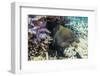 Yellowmargin Moray Eel (Gymnothorax Flavimarginatus)-Michael Nolan-Framed Photographic Print