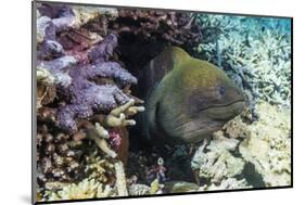 Yellowmargin Moray Eel (Gymnothorax Flavimarginatus)-Michael Nolan-Mounted Photographic Print