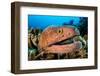 yellowmargin moray peering out from digitate leather coral-alex mustard-Framed Photographic Print