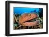 yellowmargin moray peering out from digitate leather coral-alex mustard-Framed Photographic Print