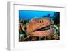 yellowmargin moray peering out from digitate leather coral-alex mustard-Framed Photographic Print