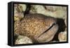 Yellowmargin Moray-Michele Westmorland-Framed Stretched Canvas