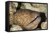Yellowmargin Moray-Michele Westmorland-Framed Stretched Canvas