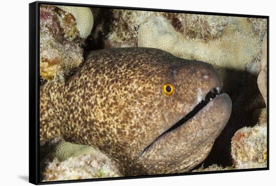 Yellowmargin Moray-Michele Westmorland-Framed Stretched Canvas