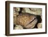 Yellowmargin Moray-Michele Westmorland-Framed Premium Photographic Print