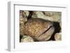 Yellowmargin Moray-Michele Westmorland-Framed Premium Photographic Print