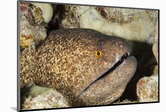 Yellowmargin Moray-Michele Westmorland-Mounted Premium Photographic Print