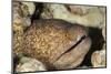 Yellowmargin Moray-Michele Westmorland-Mounted Premium Photographic Print