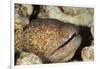 Yellowmargin Moray-Michele Westmorland-Framed Photographic Print