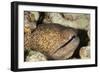 Yellowmargin Moray-Michele Westmorland-Framed Photographic Print