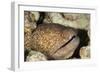 Yellowmargin Moray-Michele Westmorland-Framed Photographic Print