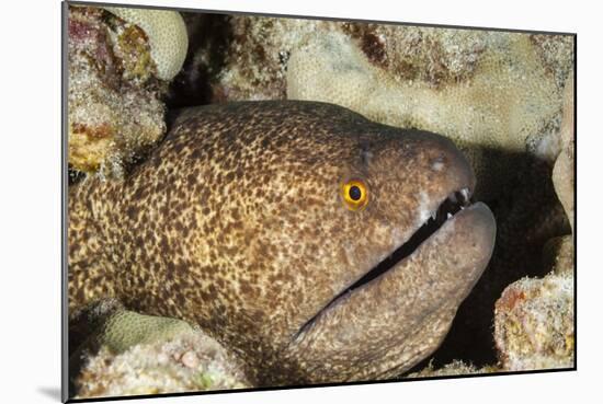 Yellowmargin Moray-Michele Westmorland-Mounted Photographic Print