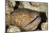 Yellowmargin Moray-Michele Westmorland-Mounted Photographic Print