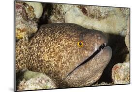 Yellowmargin Moray-Michele Westmorland-Mounted Photographic Print