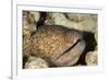 Yellowmargin Moray-Michele Westmorland-Framed Photographic Print