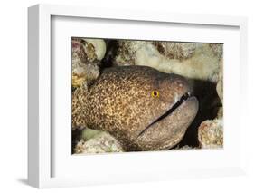 Yellowmargin Moray-Michele Westmorland-Framed Photographic Print